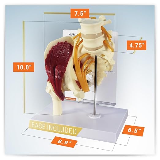 GPI Anatomicals - Muscled Hip Model, Replica of Right Hip Joint with Sciatic Nerve and Muscles for Human Anatomy and Physiology Education, Anatomy Model for Doctor's Office, Medical Learning Resources