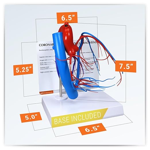 GPI Anatomicals - Coronary Arteries and Cardiac Veins Model, Replica of Cardiovascular System for Human Anatomy and Physiology Education, Anatomy Model for Doctor's Offices, Medical Learning Resources