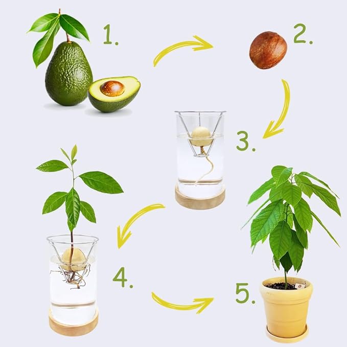 Avocado Vase, Avocado Seed Starter Vase with Wood Multicolor LED Light Base, Avocado Growing Kit with Plant Support, Acorn vase, propagation stations for Forcing Hyacinth (Stainless Steel Silver)