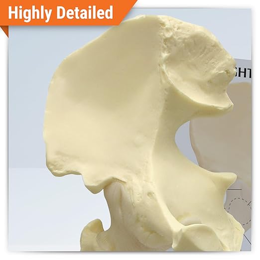 GPI Anatomicals - Basic Hip Model, Right Hip Joint Replica for Human Anatomy and Physiology Education, Anatomy Model for Doctor's Offices and Classrooms, Medical Learning Resources