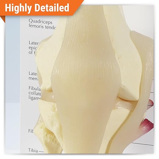 GPI Anatomicals - Basic Knee Model, Replica of Right Knee Joint for Human Anatomy and Physiology Education, Anatomy Model for Doctor's Offices and Classrooms, Medical Learning Resources