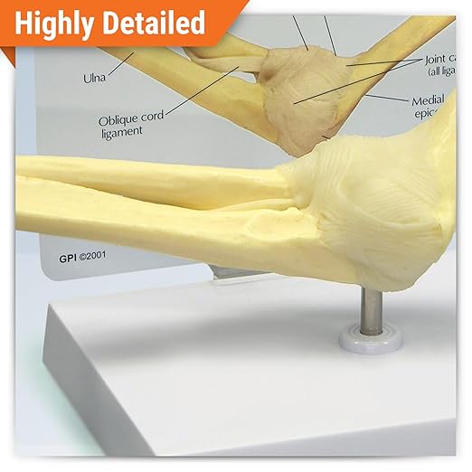 GPI Anatomicals - Basic Elbow Model, Replica of Right Elbow Joint for Human Anatomy and Physiology Education, Anatomy Model for Doctor's Offices and Classrooms, Medical Learning Resources