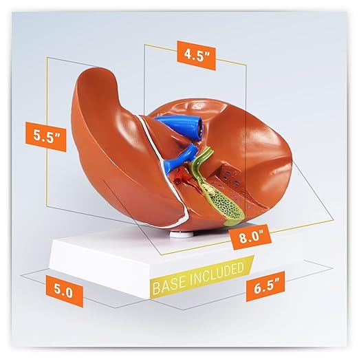 GPI Anatomicals - Liver and Gallbladder Model, Replica of Digestive System with Gallstones for Human Anatomy and Physiology Education, Anatomy Model for Doctor's Office, Medical Learning Resources