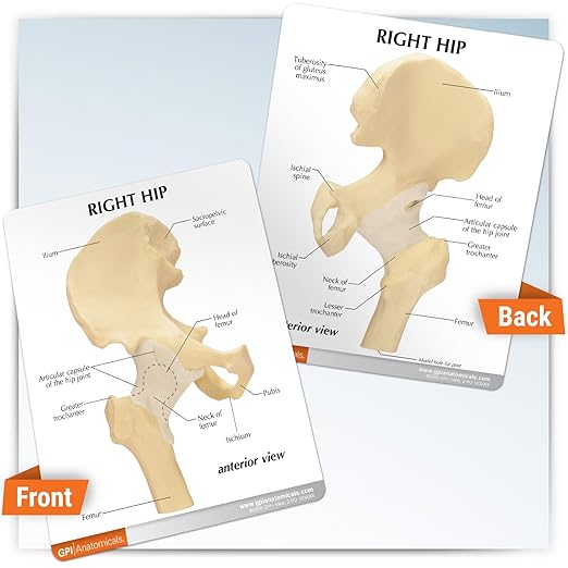GPI Anatomicals - Basic Hip Model, Right Hip Joint Replica for Human Anatomy and Physiology Education, Anatomy Model for Doctor's Offices and Classrooms, Medical Learning Resources