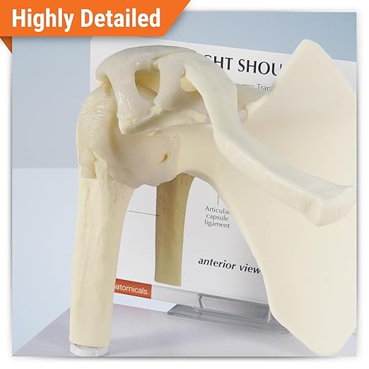 GPI Anatomicals - Basic Shoulder Model, Right Shoulder Joint Replica for Human Anatomy and Physiology Education, Anatomy Model for Doctor's Office and Classrooms, Medical Learning Resources