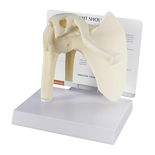 GPI Anatomicals - Basic Shoulder Model, Right Shoulder Joint Replica for Human Anatomy and Physiology Education, Anatomy Model for Doctor's Office and Classrooms, Medical Learning Resources
