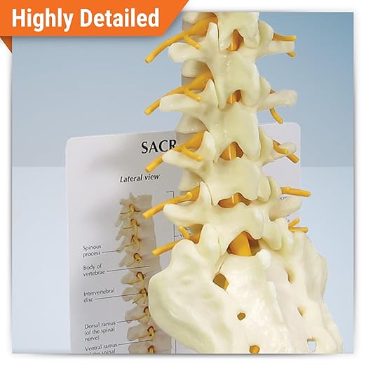 GPI Anatomicals - Sacrum T8 Spine Model with L-1 Through L-5 and T-12 Through T-8, Replica for Human Anatomy and Physiology Education, Anatomy Model for Doctor's Office, Medical Learning Resources