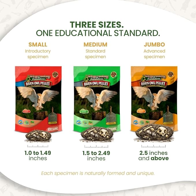 Barn Owl Pellets Classroom 1 Pack (Large) – Dissection Kit for Ecology & STEM – Includes Forceps, Picks & Teacher Guide – Hands-On Science Activity