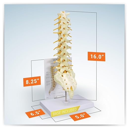 GPI Anatomicals - Sacrum T8 Spine Model with L-1 Through L-5 and T-12 Through T-8, Replica for Human Anatomy and Physiology Education, Anatomy Model for Doctor's Office, Medical Learning Resources