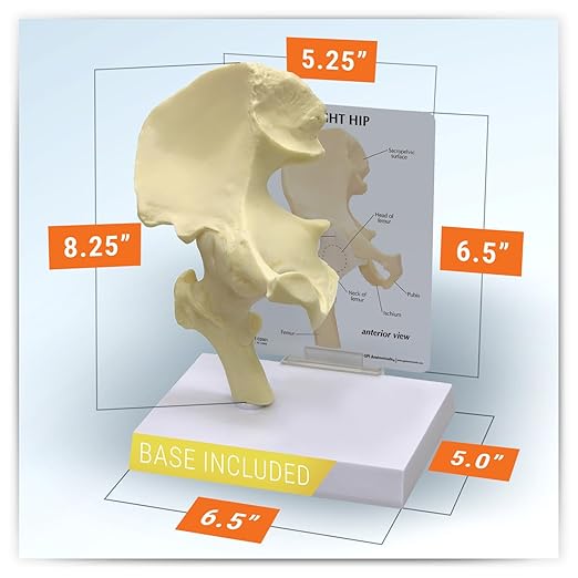 GPI Anatomicals - Basic Hip Model, Right Hip Joint Replica for Human Anatomy and Physiology Education, Anatomy Model for Doctor's Offices and Classrooms, Medical Learning Resources