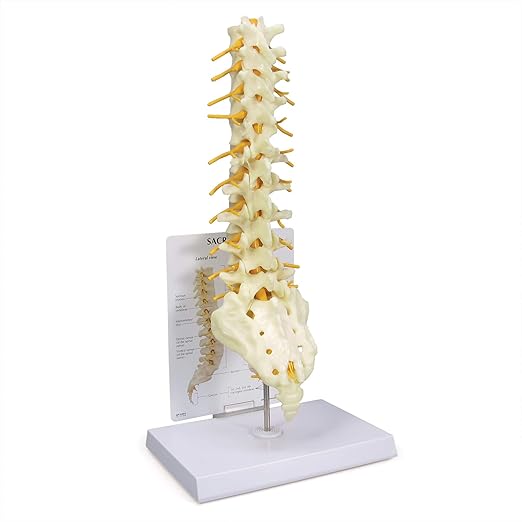 GPI Anatomicals - Sacrum T8 Spine Model with L-1 Through L-5 and T-12 Through T-8, Replica for Human Anatomy and Physiology Education, Anatomy Model for Doctor's Office, Medical Learning Resources