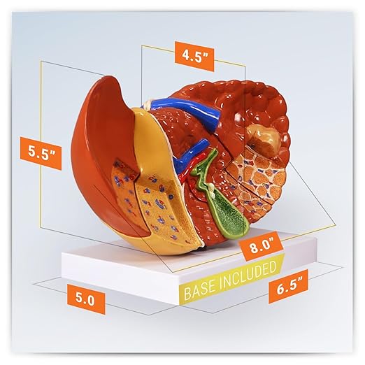 GPI Anatomicals - Liver Model with Common Pathologies, Replica for Human Anatomy and Physiology Education, Anatomy Model for Doctor's Offices and Classrooms, Medical Learning Resources