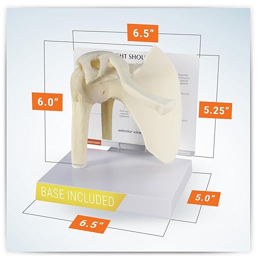 GPI Anatomicals - Basic Shoulder Model, Right Shoulder Joint Replica for Human Anatomy and Physiology Education, Anatomy Model for Doctor's Office and Classrooms, Medical Learning Resources