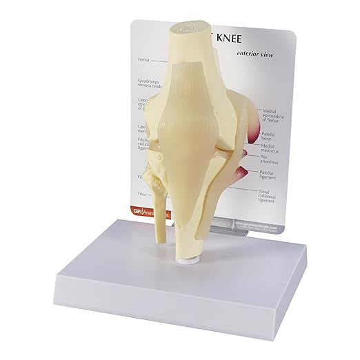 GPI Anatomicals - Basic Knee Model, Replica of Right Knee Joint for Human Anatomy and Physiology Education, Anatomy Model for Doctor's Offices and Classrooms, Medical Learning Resources
