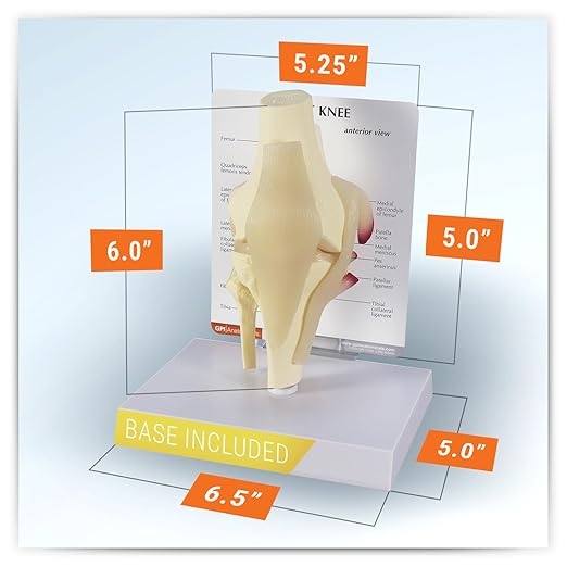 GPI Anatomicals - Basic Knee Model, Replica of Right Knee Joint for Human Anatomy and Physiology Education, Anatomy Model for Doctor's Offices and Classrooms, Medical Learning Resources