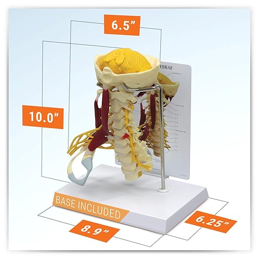 GPI Anatomicals - Deluxe Muscled Cervical Vertebrae Model, Spine Model Replica for Human Anatomy and Physiology Education, Anatomy Model for Doctor's Office and Classrooms, Medical Learning Resources