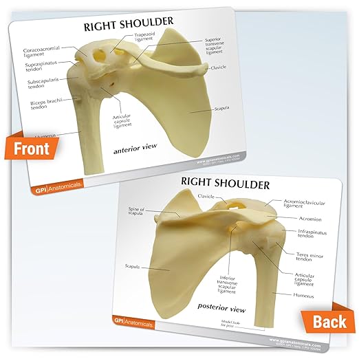 GPI Anatomicals - Basic Shoulder Model, Right Shoulder Joint Replica for Human Anatomy and Physiology Education, Anatomy Model for Doctor's Office and Classrooms, Medical Learning Resources