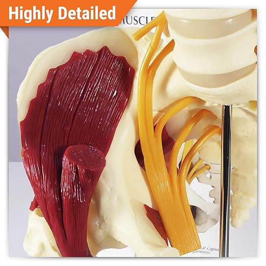GPI Anatomicals - Muscled Hip Model, Replica of Right Hip Joint with Sciatic Nerve and Muscles for Human Anatomy and Physiology Education, Anatomy Model for Doctor's Office, Medical Learning Resources