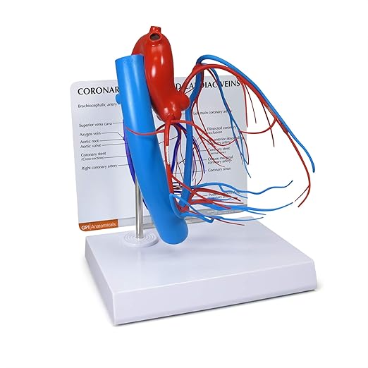 GPI Anatomicals - Coronary Arteries and Cardiac Veins Model, Replica of Cardiovascular System for Human Anatomy and Physiology Education, Anatomy Model for Doctor's Offices, Medical Learning Resources