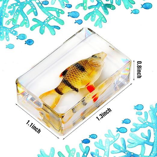Macarrie 12 Pcs Bug Collection Kit for Kids Insect Specimens Real Specimens of Butterflies Beetles for Kids Classroom Science Education Animal Collection, Bug Preserved, Biology(Ocean Theme)
