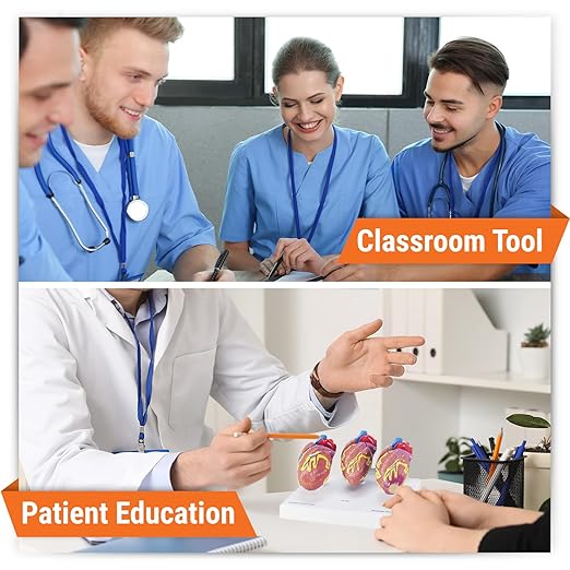 GPI Anatomicals - 3-Piece Mini Heart Model Set, Normal and Diseased Heart Models for Anatomy and Physiology Education, Anatomy Model for Doctor's Office and Classrooms, Medical Learning Resources