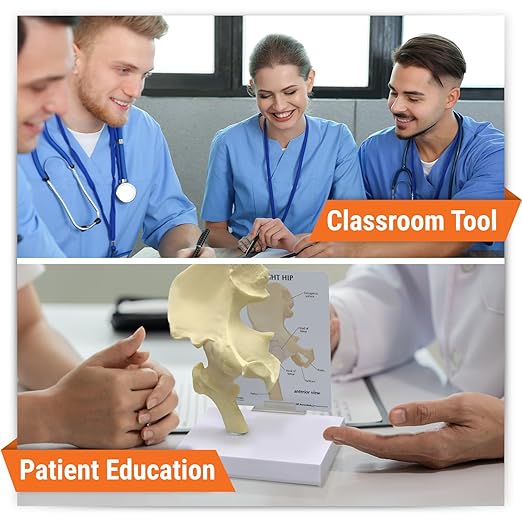GPI Anatomicals - Basic Hip Model, Right Hip Joint Replica for Human Anatomy and Physiology Education, Anatomy Model for Doctor's Offices and Classrooms, Medical Learning Resources