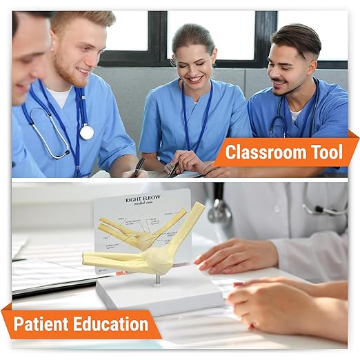 GPI Anatomicals - Basic Elbow Model, Replica of Right Elbow Joint for Human Anatomy and Physiology Education, Anatomy Model for Doctor's Offices and Classrooms, Medical Learning Resources