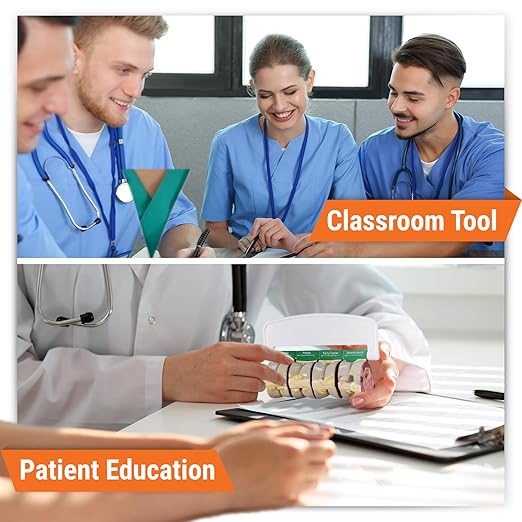 GPI Anatomicals - 4-Piece Colon Model, Replica of a Colon with Pathologies for Human Anatomy and Physiology Education, Anatomy Model for Doctor's Offices and Classrooms, Medical Learning Resources