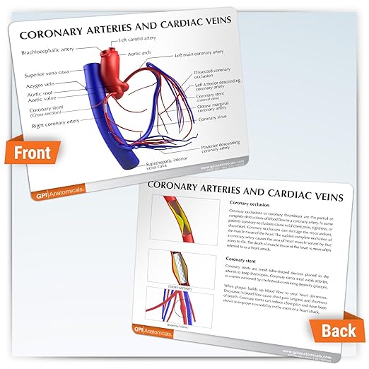 GPI Anatomicals - Coronary Arteries and Cardiac Veins Model, Replica of Cardiovascular System for Human Anatomy and Physiology Education, Anatomy Model for Doctor's Offices, Medical Learning Resources