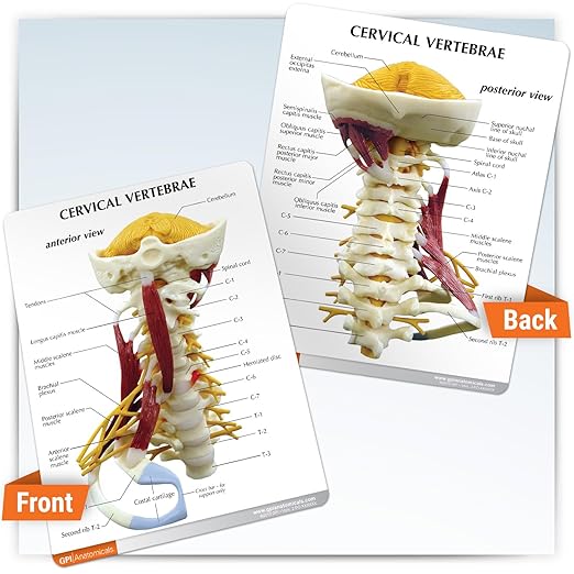GPI Anatomicals - Deluxe Muscled Cervical Vertebrae Model, Spine Model Replica for Human Anatomy and Physiology Education, Anatomy Model for Doctor's Office and Classrooms, Medical Learning Resources