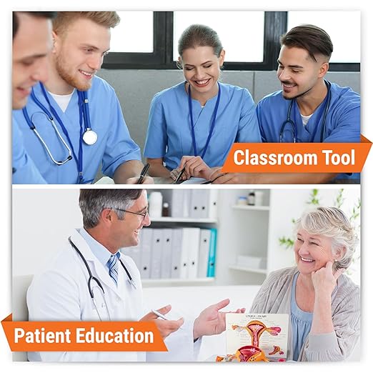 GPI Anatomicals - Uterus and Ovary Model, Model of Female Reproductive System for Human Anatomy and Physiology Education, Anatomy Model for Doctor's Office and Classrooms, Medical Learning Resources