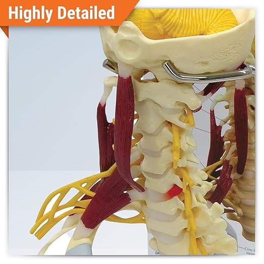 GPI Anatomicals - Deluxe Muscled Cervical Vertebrae Model, Spine Model Replica for Human Anatomy and Physiology Education, Anatomy Model for Doctor's Office and Classrooms, Medical Learning Resources
