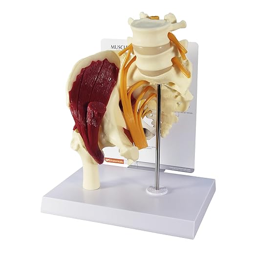 GPI Anatomicals - Muscled Hip Model, Replica of Right Hip Joint with Sciatic Nerve and Muscles for Human Anatomy and Physiology Education, Anatomy Model for Doctor's Office, Medical Learning Resources