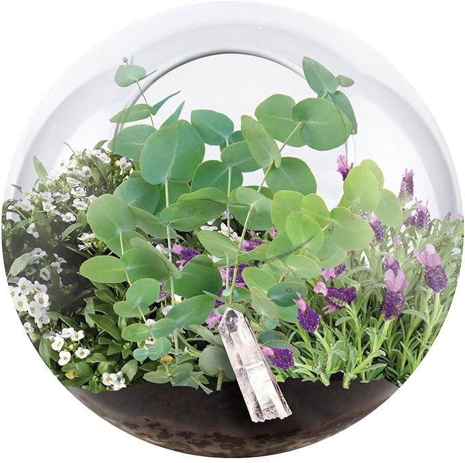 Grow Your Own Terrarium by Unique Gardener - Quick Blooms, Easy Care - Perfect for Home or Office! (Crystal Glass Garden)