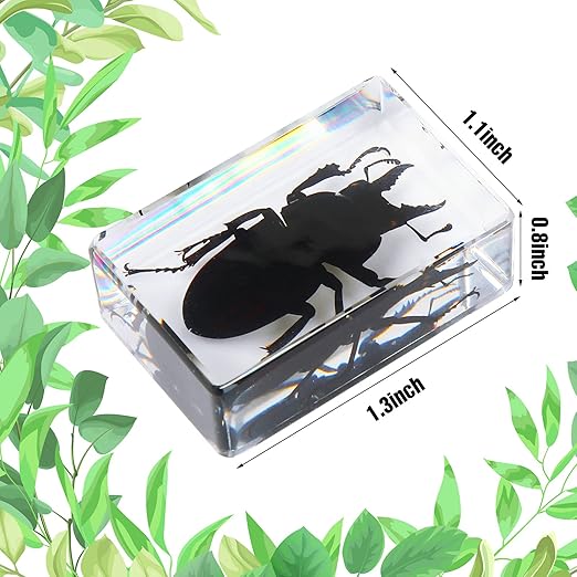 Macarrie 12 Pcs Bug Collection Kit for Kids Insect Specimens Real Specimens of Butterflies Beetles for Kids Classroom Science Education Animal Collection, Bug Preserved, Biology(Insect)
