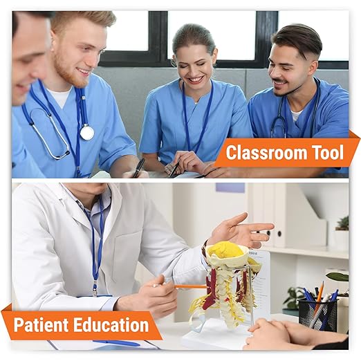 GPI Anatomicals - Deluxe Muscled Cervical Vertebrae Model, Spine Model Replica for Human Anatomy and Physiology Education, Anatomy Model for Doctor's Office and Classrooms, Medical Learning Resources