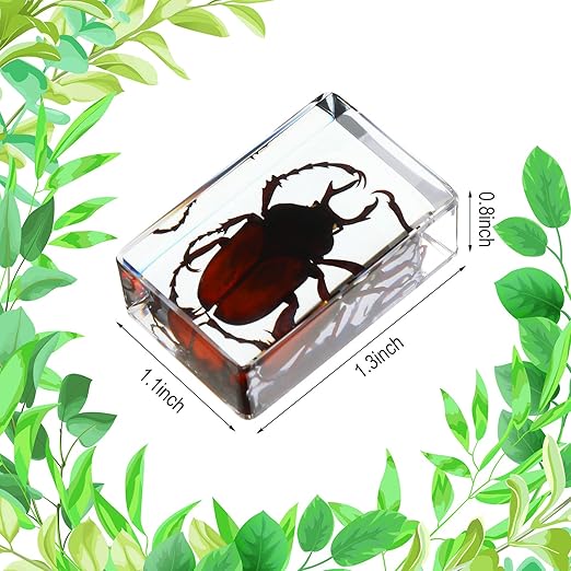 Macarrie 12 Pcs Bug Collection Kit for Kids Insect Specimens Real Specimens of Butterflies Beetles for Kids Classroom Science Education Animal Collection, Bug Preserved, Biology(Ladybug)