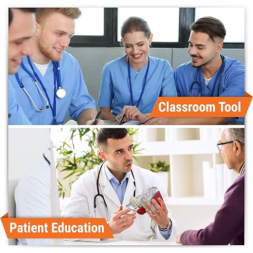 GPI Anatomicals - Temporomandibular Joint (TMJ) Model, Replica with Pathologies for Human Anatomy and Physiology Education, Anatomy Model for Doctor's Offices and Classrooms, Medical Study Supplies