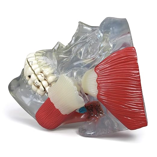 GPI Anatomicals - Temporomandibular Joint (TMJ) Model, Replica with Pathologies for Human Anatomy and Physiology Education, Anatomy Model for Doctor's Offices and Classrooms, Medical Study Supplies