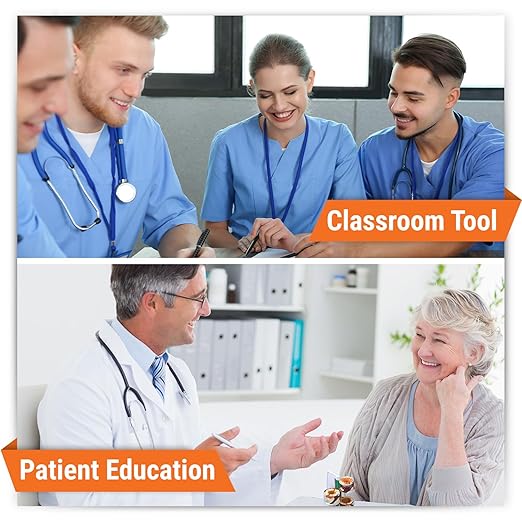 GPI Anatomicals - 4-Piece Bronchus Model, Replica of a Bronchus with Pathologies for Human Anatomy, Physiology Education, Anatomy Model for Doctor's Offices and Classrooms, Medical Learning Resources