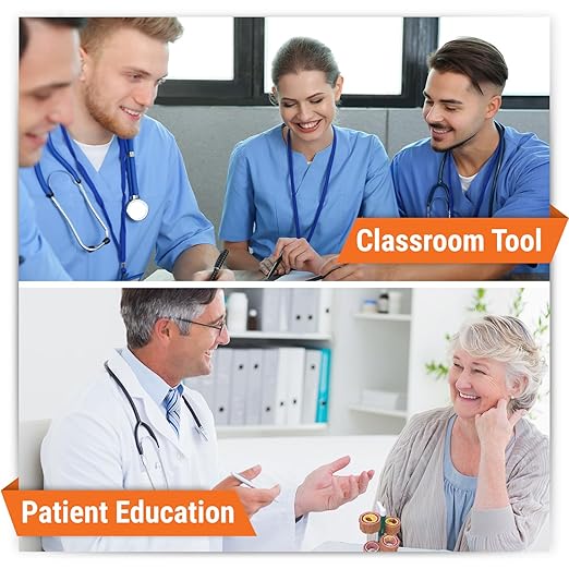 GPI Anatomicals - 4-Piece Artery Model, Replica of an Artery with Plaque for Human Anatomy and Physiology Education, Anatomy Model for Doctor's Offices and Classrooms, Medical Learning Resources
