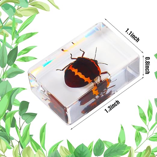 Macarrie 12 Pcs Bug Collection Kit for Kids Insect Specimens Real Specimens of Butterflies Beetles for Kids Classroom Science Education Animal Collection, Bug Preserved, Biology(Cricket)