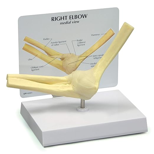GPI Anatomicals - Basic Elbow Model, Replica of Right Elbow Joint for Human Anatomy and Physiology Education, Anatomy Model for Doctor's Offices and Classrooms, Medical Learning Resources