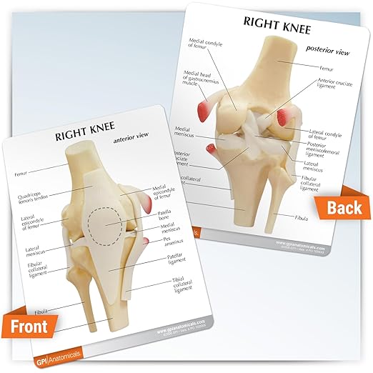 GPI Anatomicals - Basic Knee Model, Replica of Right Knee Joint for Human Anatomy and Physiology Education, Anatomy Model for Doctor's Offices and Classrooms, Medical Learning Resources