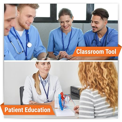 GPI Anatomicals - Coronary Arteries and Cardiac Veins Model, Replica of Cardiovascular System for Human Anatomy and Physiology Education, Anatomy Model for Doctor's Offices, Medical Learning Resources