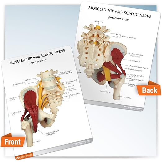 GPI Anatomicals - Muscled Hip Model, Replica of Right Hip Joint with Sciatic Nerve and Muscles for Human Anatomy and Physiology Education, Anatomy Model for Doctor's Office, Medical Learning Resources