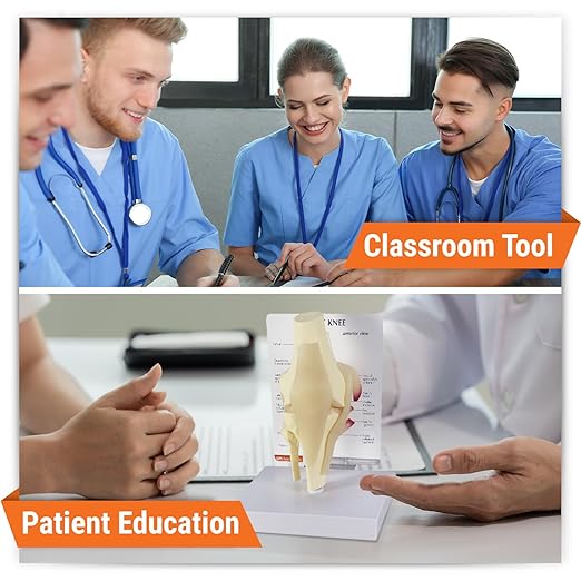 GPI Anatomicals - Basic Knee Model, Replica of Right Knee Joint for Human Anatomy and Physiology Education, Anatomy Model for Doctor's Offices and Classrooms, Medical Learning Resources