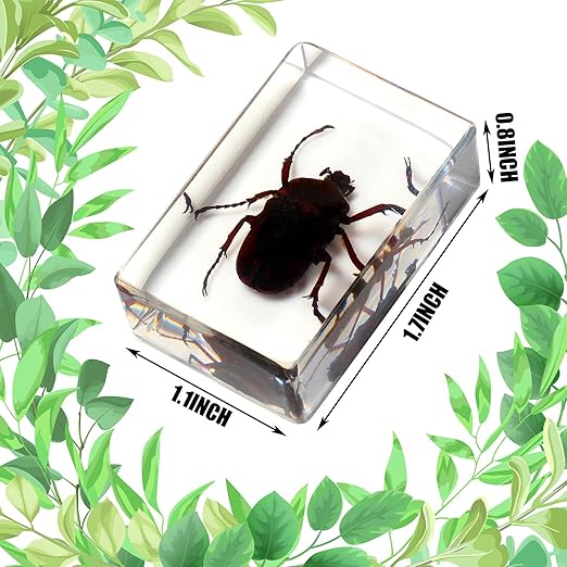 Macarrie 12 Pcs Bug Collection Kit for Kids Insect Specimens Real Specimens of Butterflies Beetles for Kids Classroom Science Education Animal Collection, Bug Preserved, Biology(Glowworm)