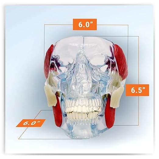 GPI Anatomicals - Temporomandibular Joint (TMJ) Model, Replica with Pathologies for Human Anatomy and Physiology Education, Anatomy Model for Doctor's Offices and Classrooms, Medical Study Supplies