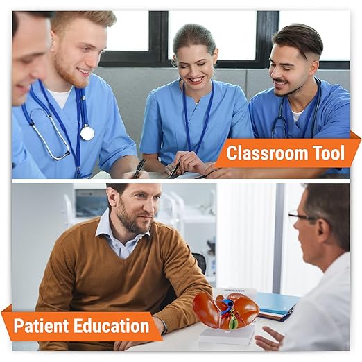 GPI Anatomicals - Liver and Gallbladder Model, Replica of Digestive System with Gallstones for Human Anatomy and Physiology Education, Anatomy Model for Doctor's Office, Medical Learning Resources